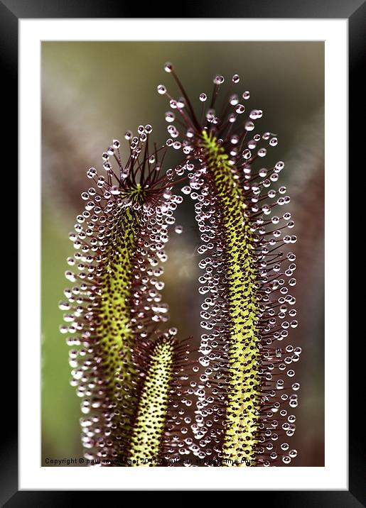 Carnivorous plant Framed Mounted Print by Paul Messenger