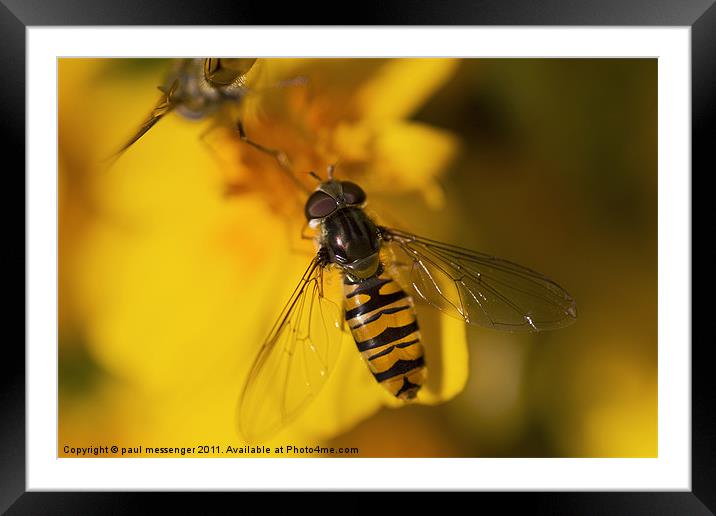 hover fly Framed Mounted Print by Paul Messenger
