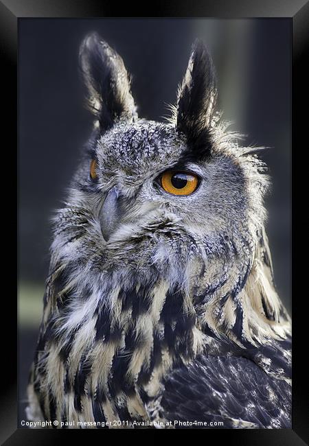Gandalf the Eagle Owl Framed Print by Paul Messenger