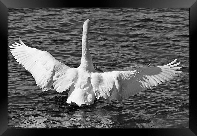 A swan in Black and White Framed Print by Paul Messenger