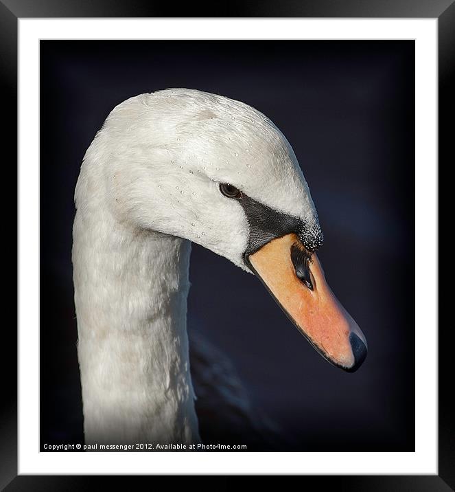 Portrait of a Swan Framed Mounted Print by Paul Messenger