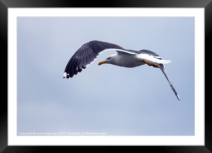 Common Seagull Framed Mounted Print by Paul Messenger