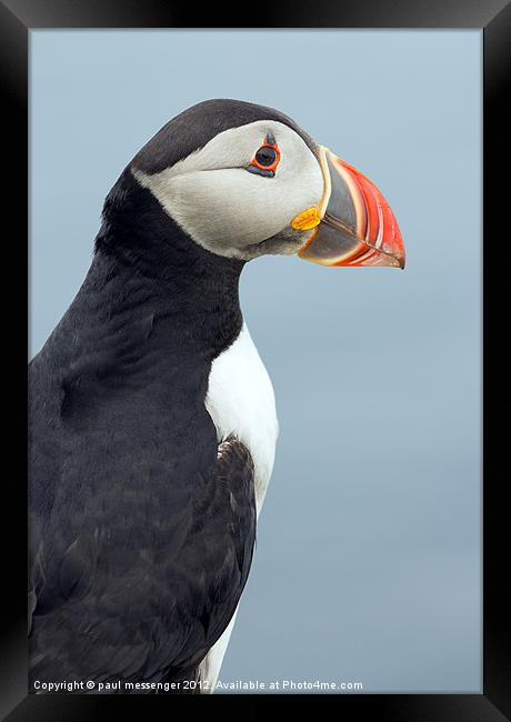 Puffin Isle of Lunga Framed Print by Paul Messenger
