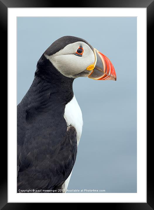 Puffin Isle of Lunga Framed Mounted Print by Paul Messenger