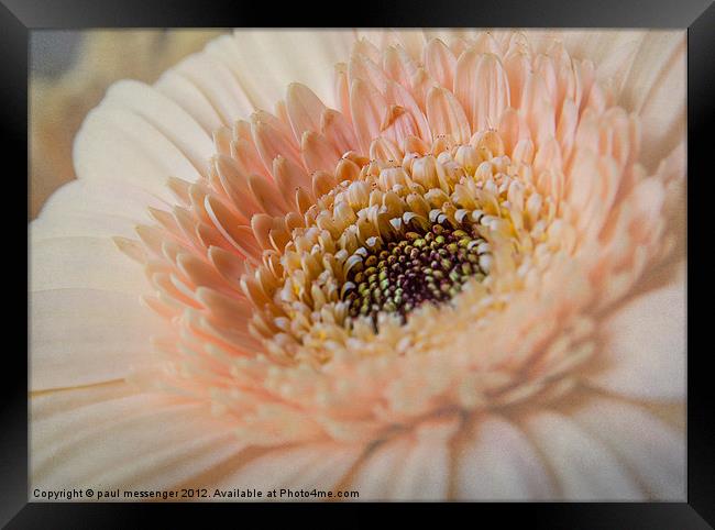 Soft Pink Framed Print by Paul Messenger