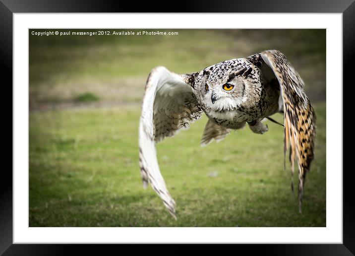 Eagle Owl Framed Mounted Print by Paul Messenger