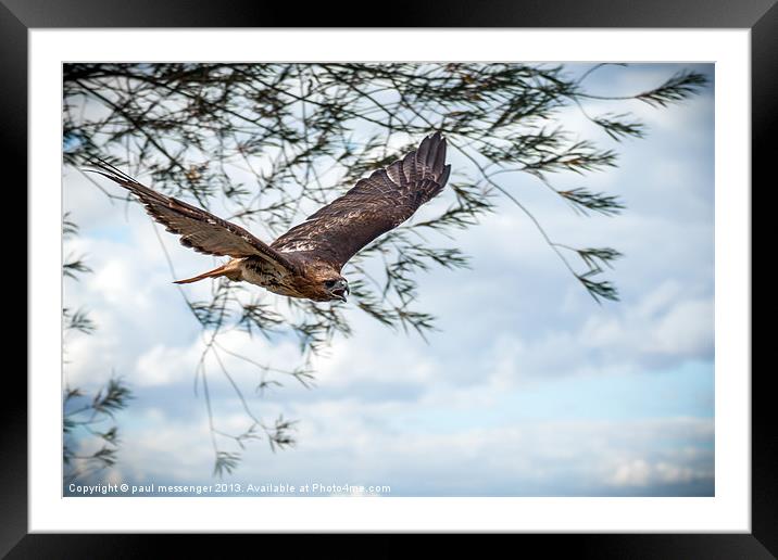 Buzzard Framed Mounted Print by Paul Messenger