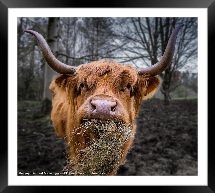 Highland Cow Framed Mounted Print by Paul Messenger
