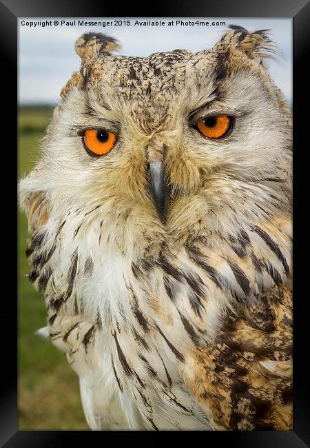   Apollo Siberian / Turkmenian Eagle owl Framed Print by Paul Messenger