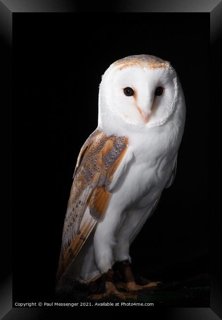 Barn Owl posing Framed Print by Paul Messenger