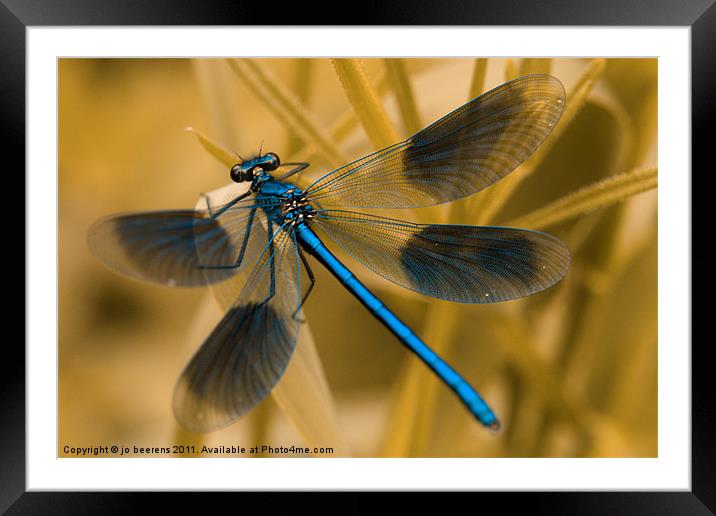 Macro Banded Demoiselle damselfly Framed Mounted Print by Jo Beerens