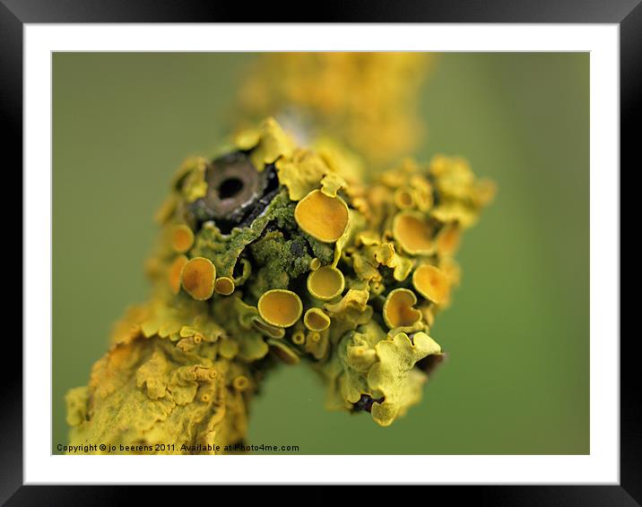 strange bird Framed Mounted Print by Jo Beerens