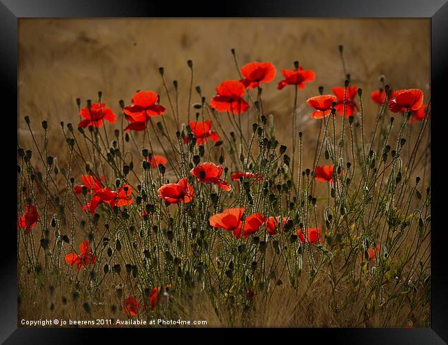 the irresistible attraction of poppies Framed Print by Jo Beerens