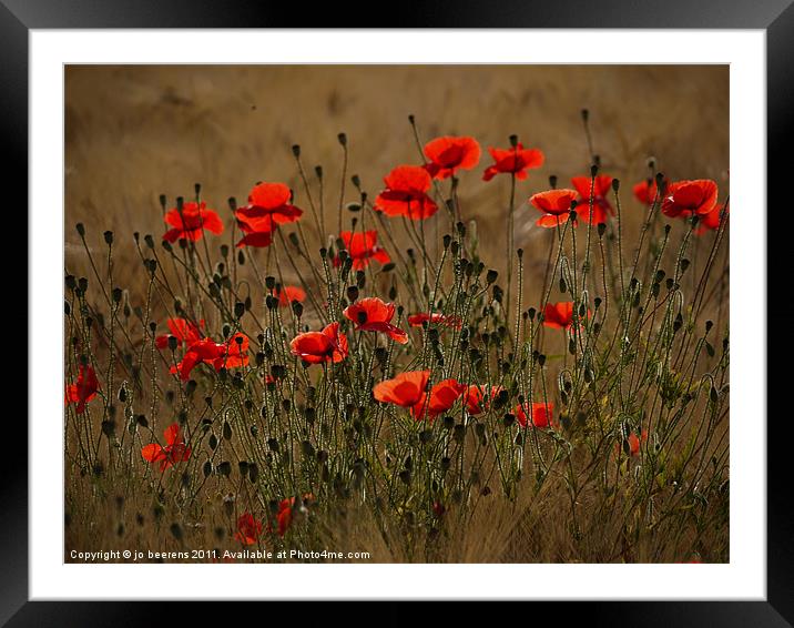 the irresistible attraction of poppies Framed Mounted Print by Jo Beerens