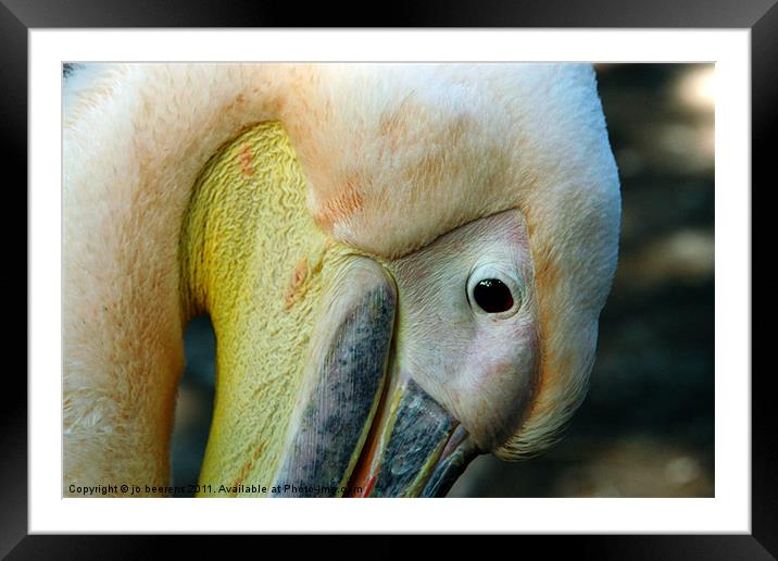 pelican Framed Mounted Print by Jo Beerens