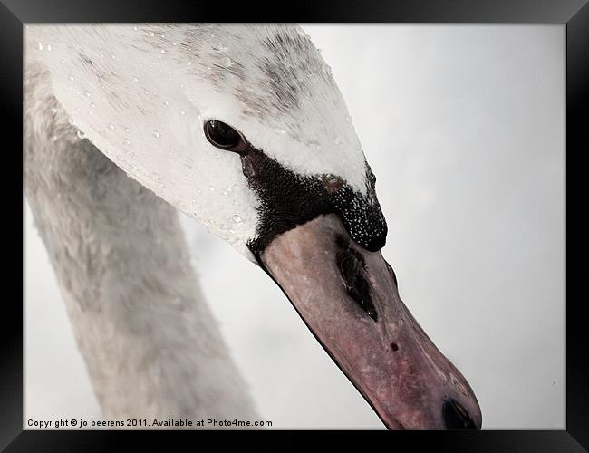 winter swan Framed Print by Jo Beerens