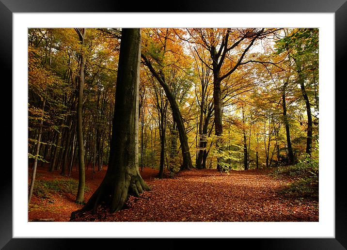 autumn forest Framed Mounted Print by Jo Beerens