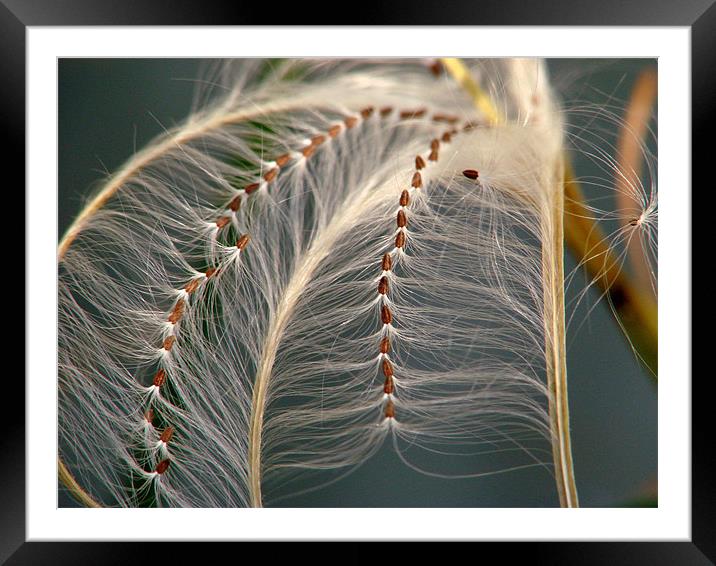 it's time to say farewell Framed Mounted Print by Jo Beerens