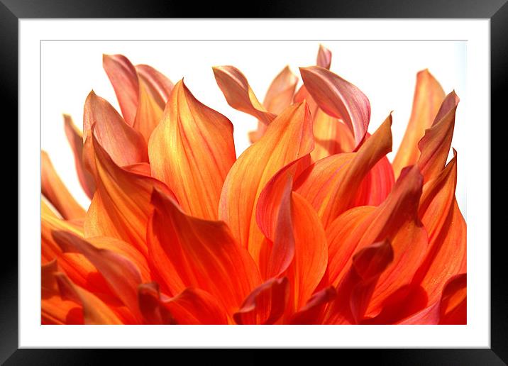 fire Framed Mounted Print by Jo Beerens