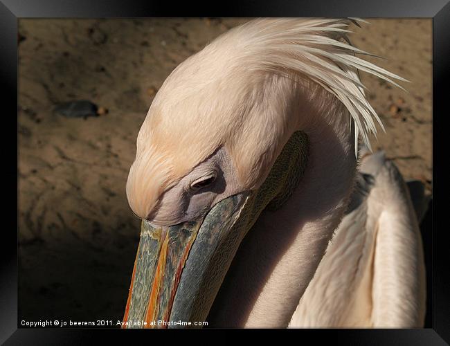 shy Framed Print by Jo Beerens