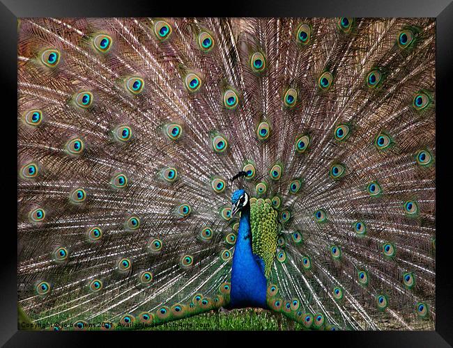 when feathers beat words Framed Print by Jo Beerens