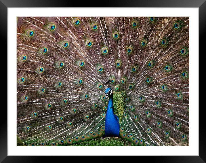 when feathers beat words Framed Mounted Print by Jo Beerens