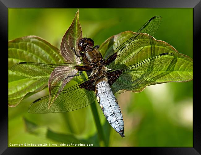 black-tailed skimmer Framed Print by Jo Beerens