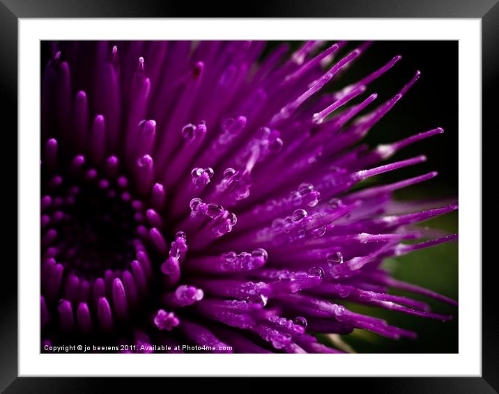 november flower Framed Mounted Print by Jo Beerens