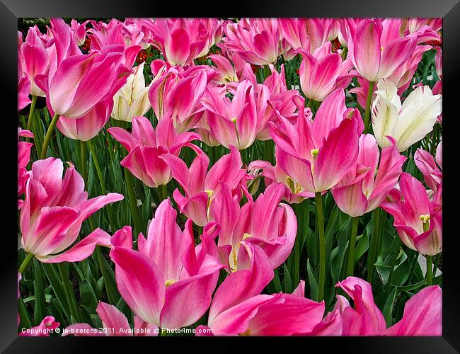 tulip wars Framed Print by Jo Beerens