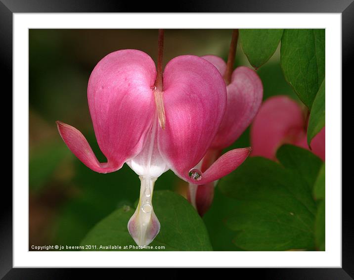 bleeding heart Framed Mounted Print by Jo Beerens