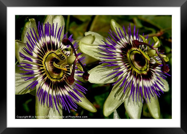 double passion Framed Mounted Print by Jo Beerens