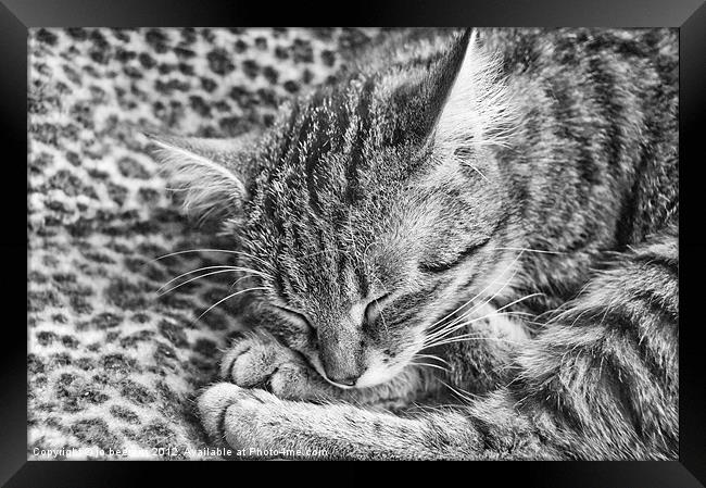 tiger on leopard Framed Print by Jo Beerens
