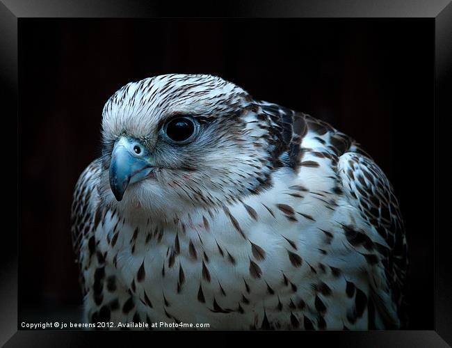 falcon Framed Print by Jo Beerens