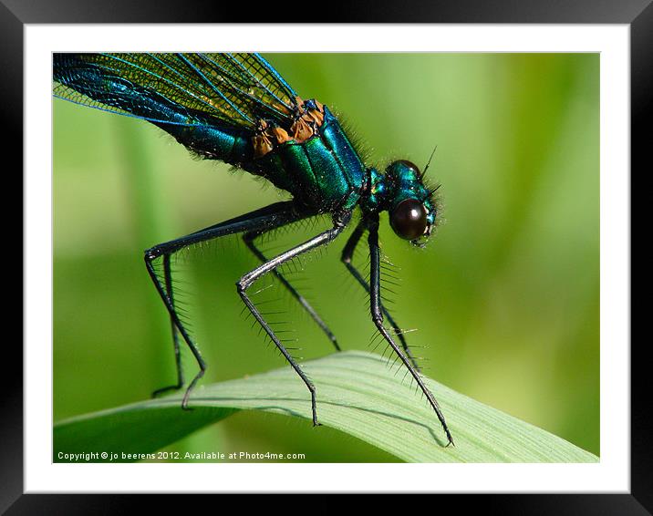 hairy Framed Mounted Print by Jo Beerens