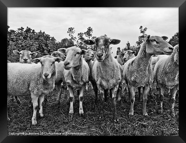 eyeballing Framed Print by Jo Beerens