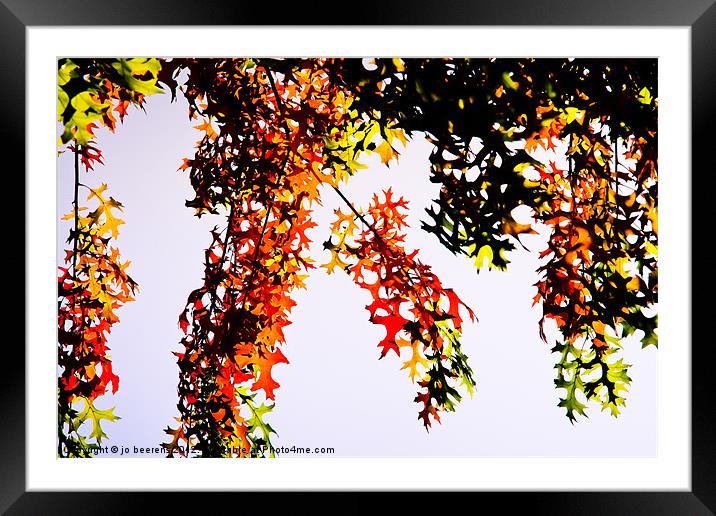 autumn frenzy Framed Mounted Print by Jo Beerens