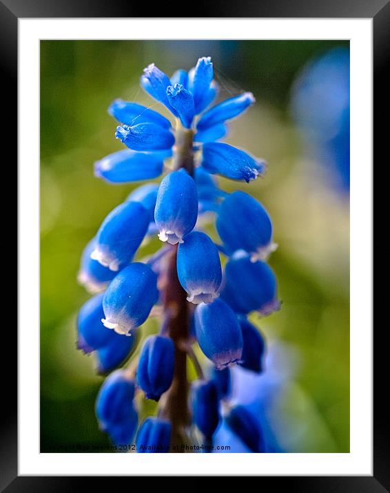 muscari Framed Mounted Print by Jo Beerens