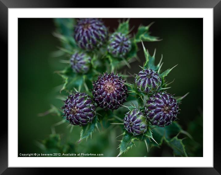 thistle buds Framed Mounted Print by Jo Beerens