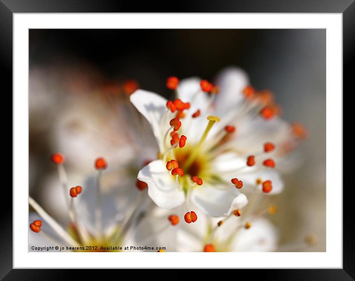 blossom season is here Framed Mounted Print by Jo Beerens