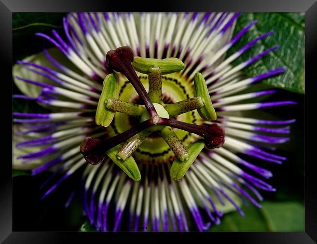 wheels in motion Framed Print by Jo Beerens