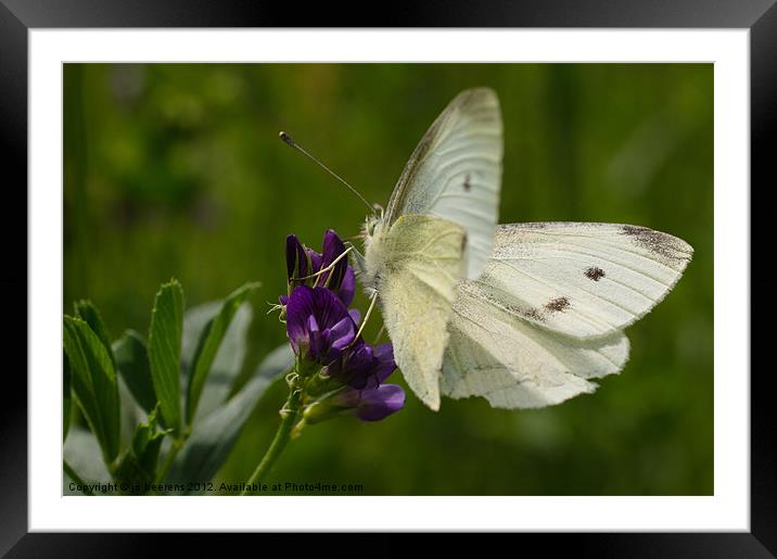 white butterfly Framed Mounted Print by Jo Beerens