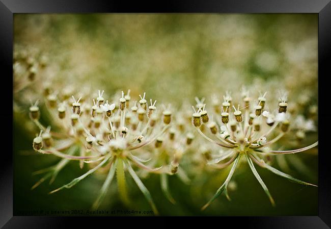 cow parsnip Framed Print by Jo Beerens