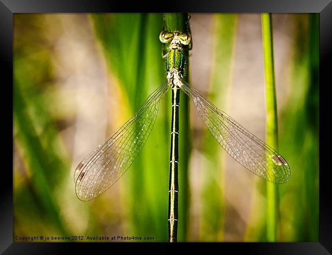 perched Framed Print by Jo Beerens