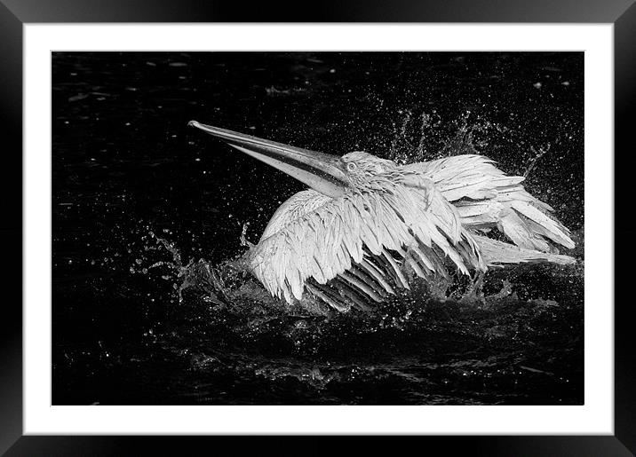 splashing about Framed Mounted Print by Jo Beerens