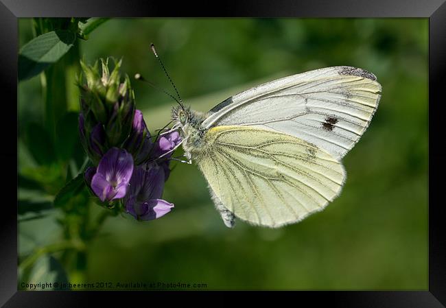 butterfly macro Framed Print by Jo Beerens