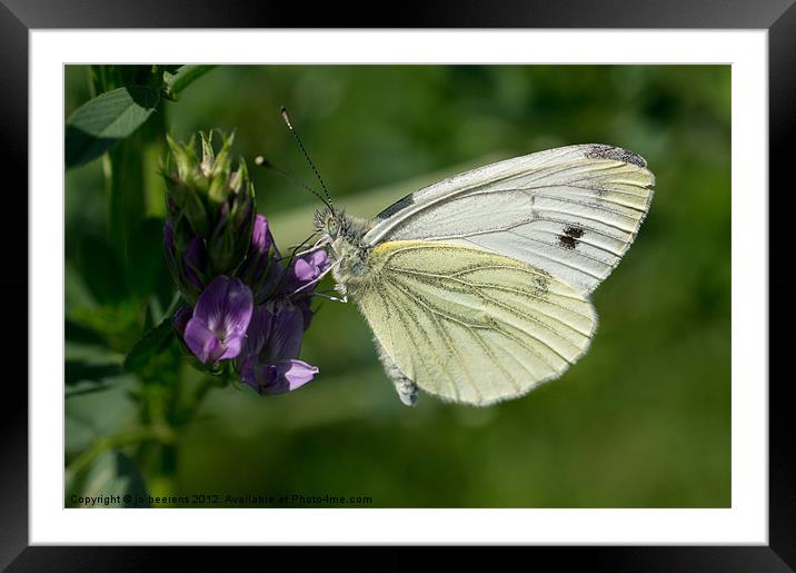 butterfly macro Framed Mounted Print by Jo Beerens