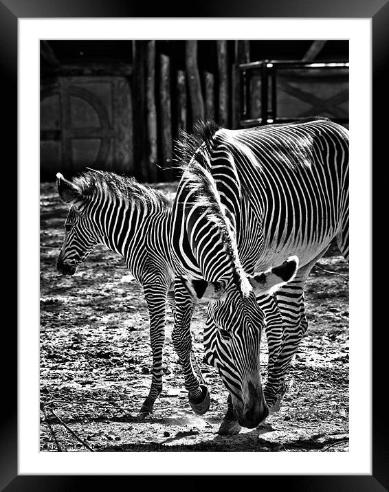 stripes Framed Mounted Print by Jo Beerens