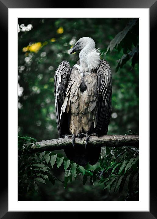griffon vulture Framed Mounted Print by Jo Beerens