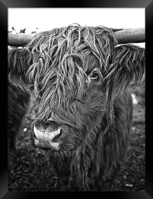 hairy encounters of the cow kind Framed Print by Jo Beerens