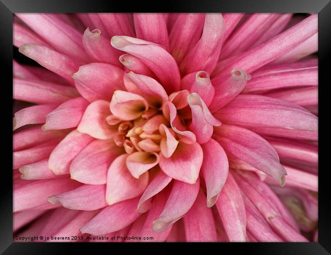 pink dahlia flower Framed Print by Jo Beerens